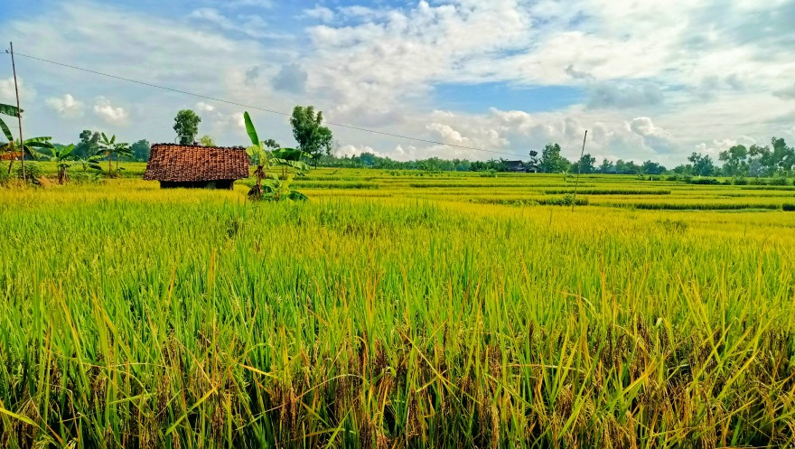 Impor Beras Makin Deras!